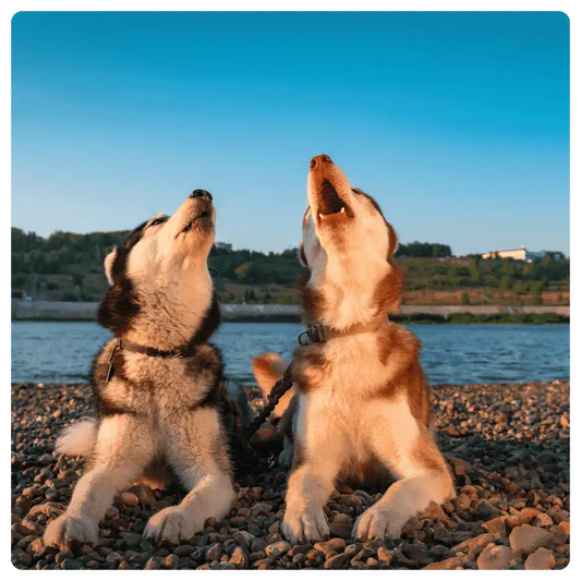 Why Do Dogs Cry at Night and What You Can Do to Help?