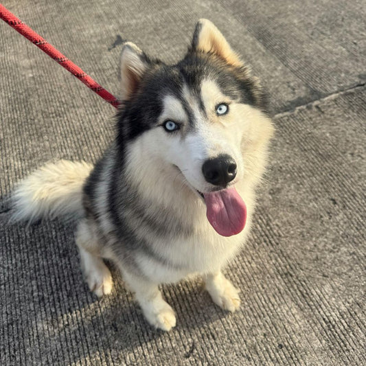 Thinking of Getting a Husky? Here’s What You Must Know