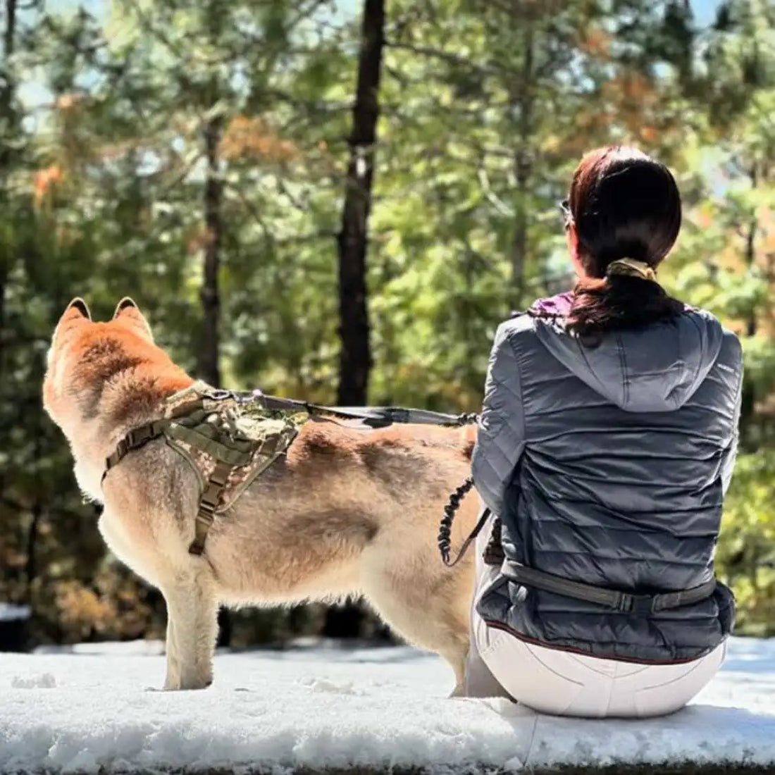 Discover the Best Dog Harnesses of 2025: No-Pull Solutions for Every Dog Breed