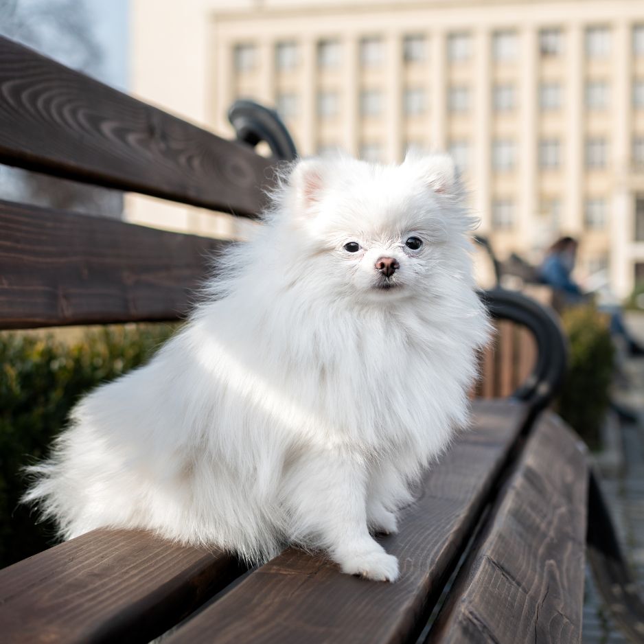 Indian Spitz Dog: Complete Care, Grooming & Training Guide (2025)