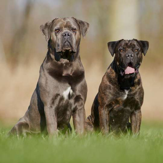 Is the Cane Corso Right for You? History, Care Tips & Price in India