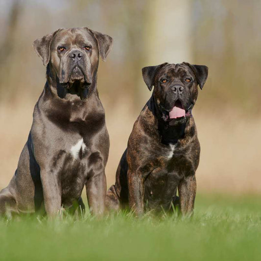 Is the Cane Corso Right for You? History, Care Tips & Price in India