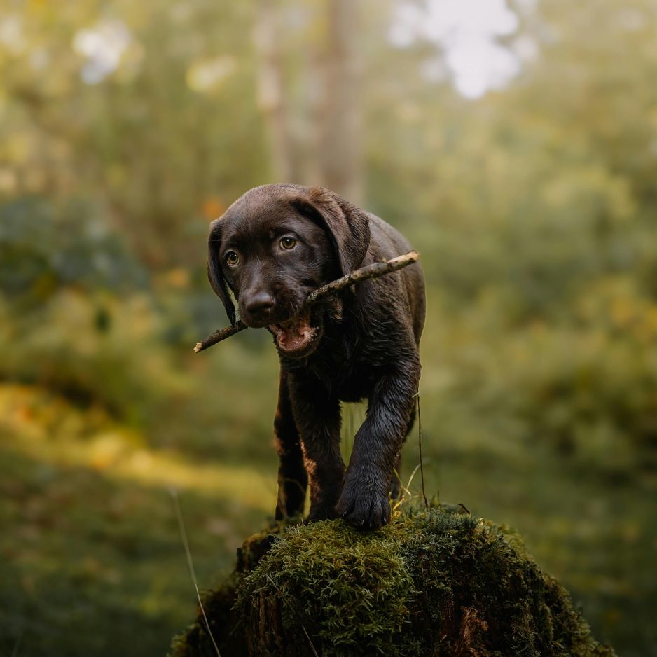 Labrador Dog Complete Care, Diet, Grooming, Behaviour & Price in India