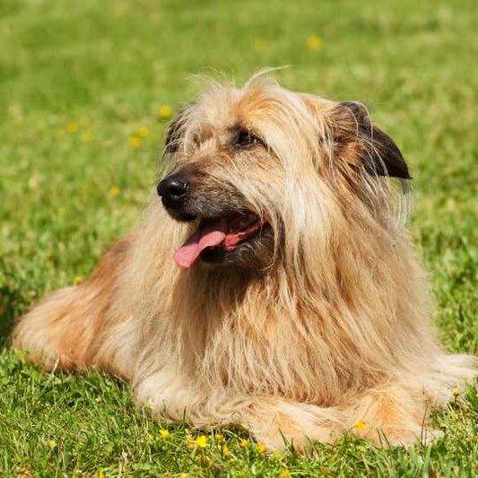 Lhasa Apso: The Ancient Sentinel Breed with a Loyal Heart