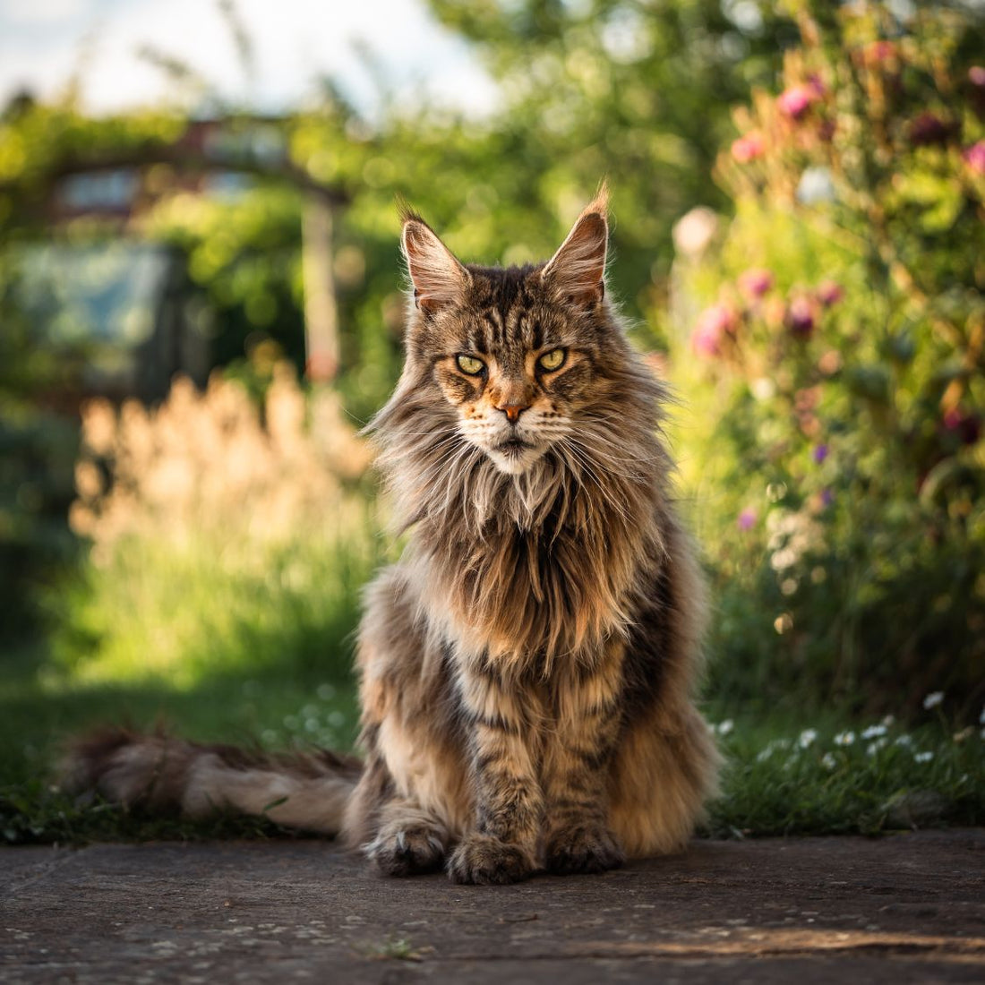 Maine Coon Cat | The Gentle Giant That Wins Hearts