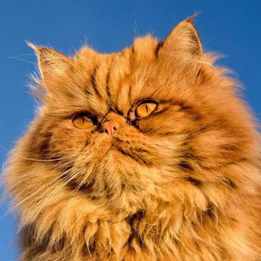 Persian Cat Breed Information, Characteristics & Care