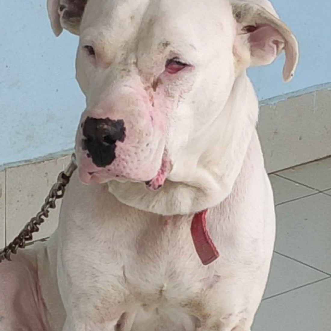 Rescued by shiva NGO Dharamshala 
