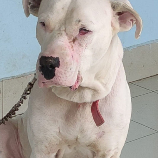 Rescued by shiva NGO Dharamshala 