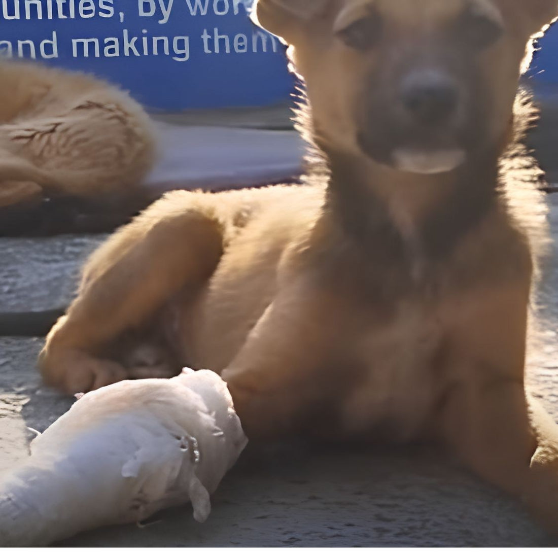 Rescued by shiva NGO Dharamshala 