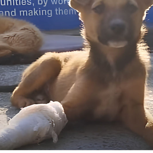 Rescued by shiva NGO Dharamshala 
