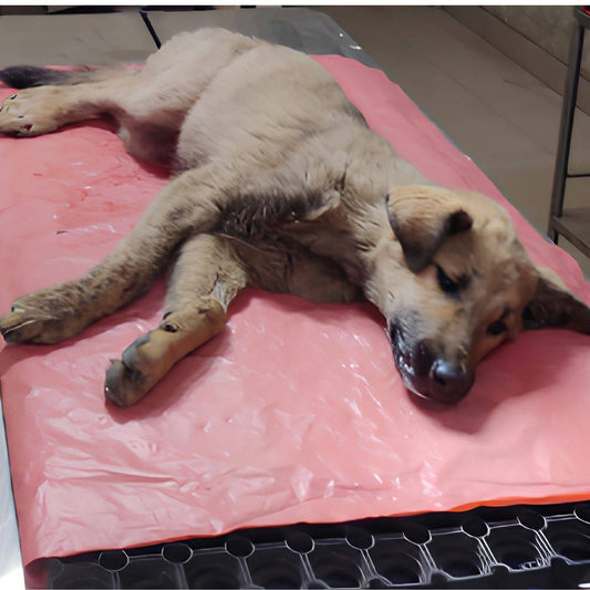Rescued by shiva NGO Dharamshala
