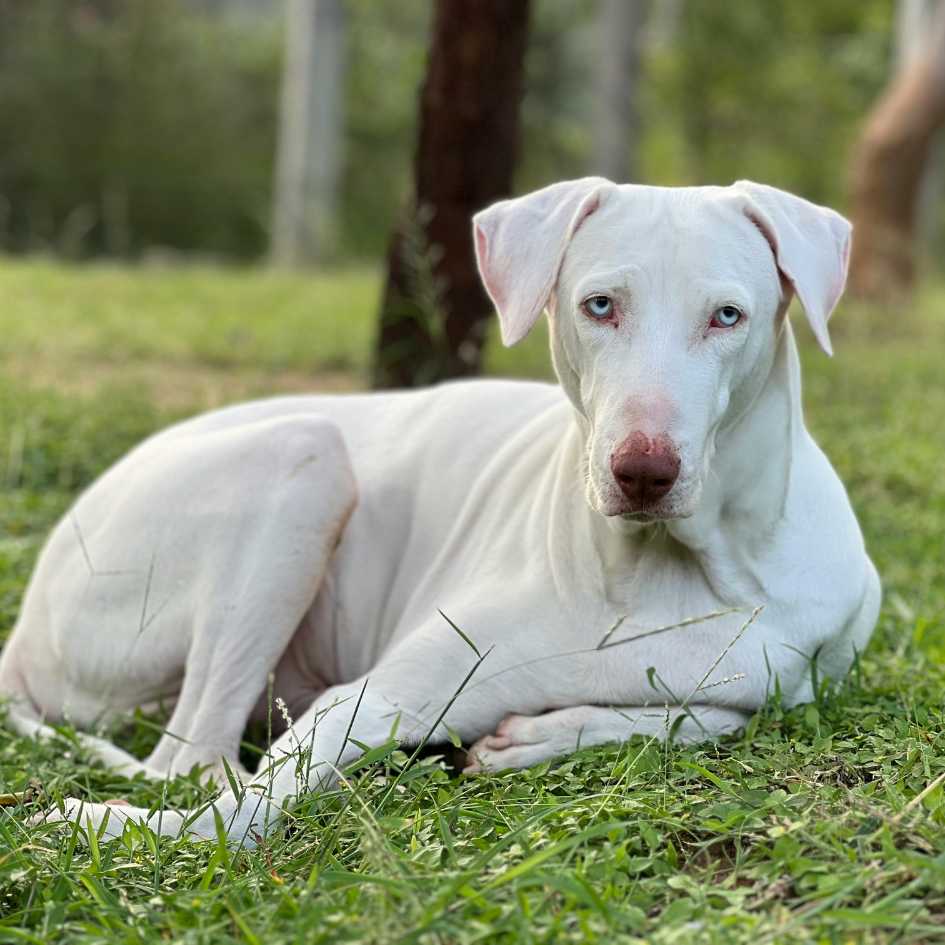 Rajapalayam Dog: History, Traits, and Care Tips