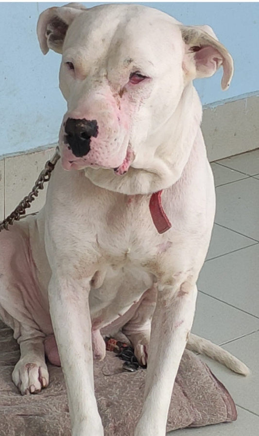 Pizza was rescued from big tumor in his back limbs