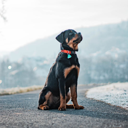Rottweiler Dog | Complete Guide for Indian Pet Parents