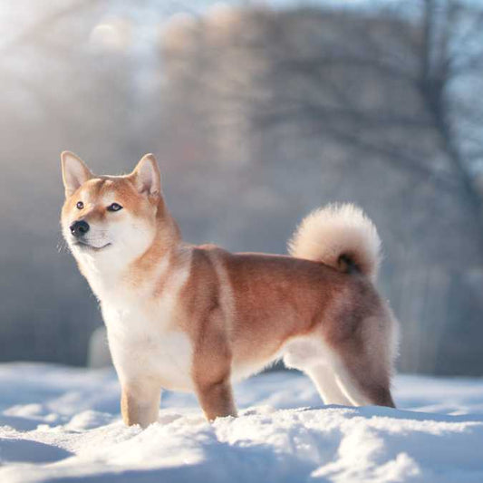 Shiba Inu Dog Breed: Temperament, Lifespan and Information