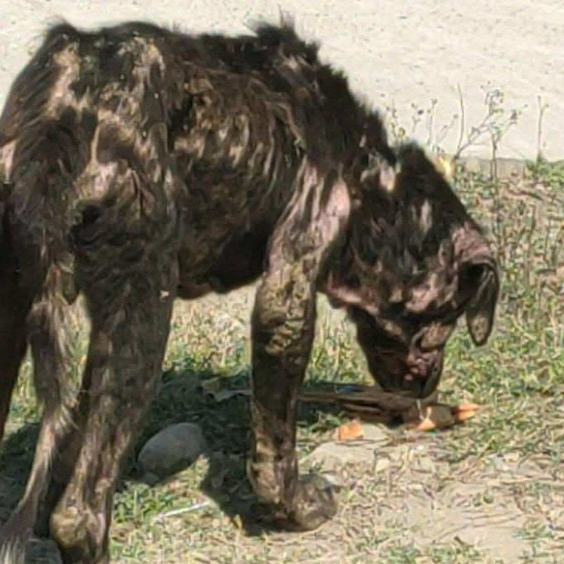 Rescued by shiva NGO Dharamshala 