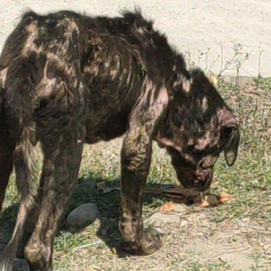 Rescued by shiva NGO Dharamshala 