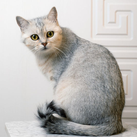 Siberian Cat in India: Price, Personality