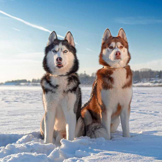 Siberian Husky Dog Breed: Temperament and Lifespan