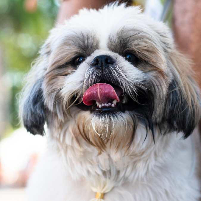 The Furry Charm of the Shih Tzu: Price, Personality & What Every Pet Parent Should Know