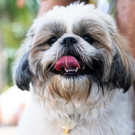 The Furry Charm of the Shih Tzu: Price, Personality & What Every Pet Parent Should Know