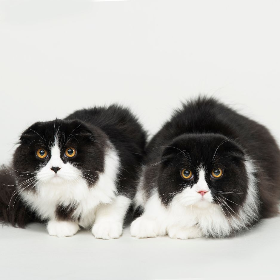 Top 10 Cat Breeds for Indian Homes | Ultimate Guide for New Cat Parents