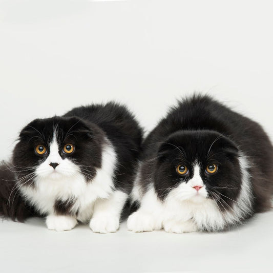 Top 10 Cat Breeds for Indian Homes | Ultimate Guide for New Cat Parents