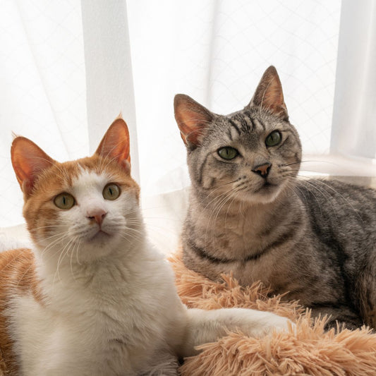 Top 10 Cat Breeds of 2026 | Most Loved, Most Adaptable