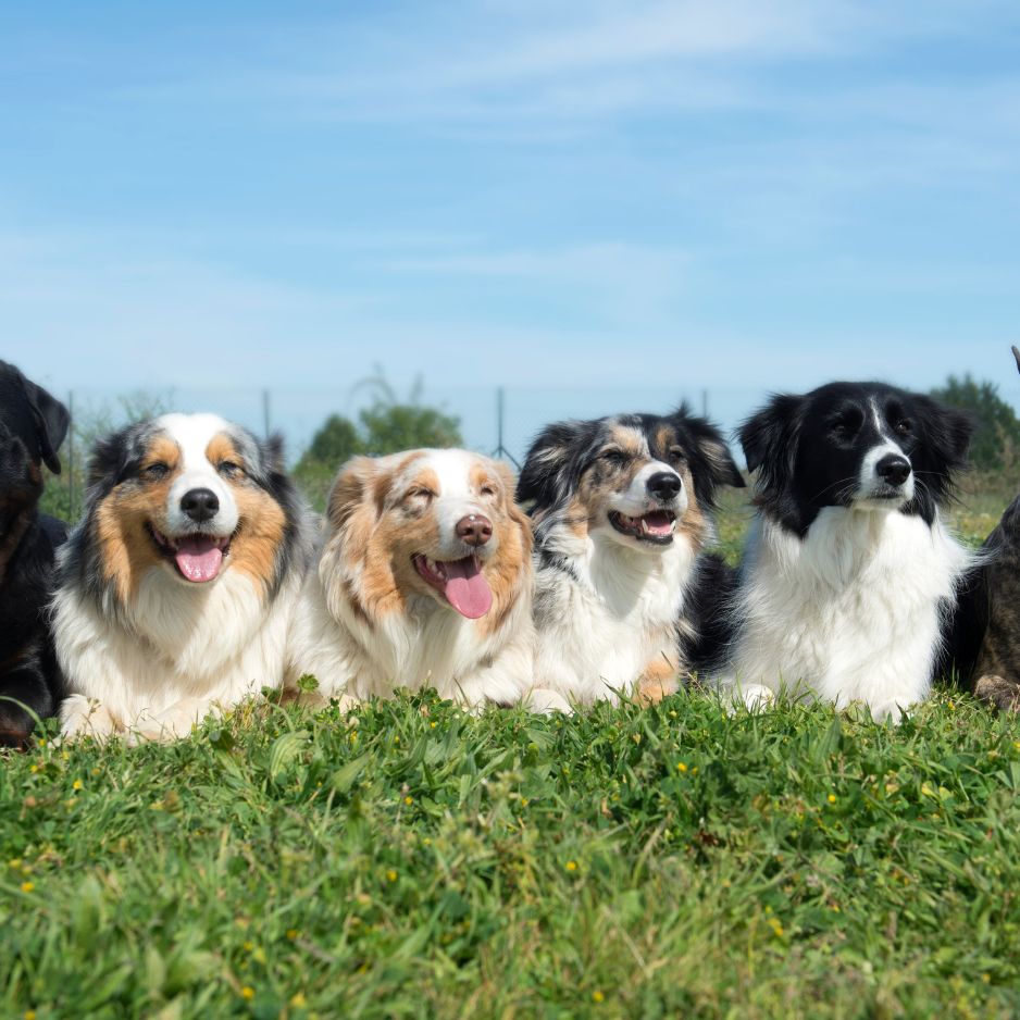 Top 10 Dog Breeds for Indian Homes | Complete Guide for New Pet Parents