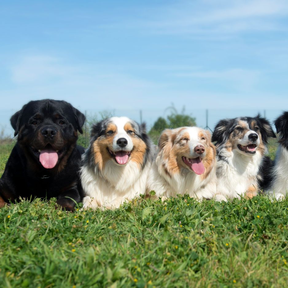 Top 10 Dog Breeds of 2026 | Most Loved, Most Adaptable