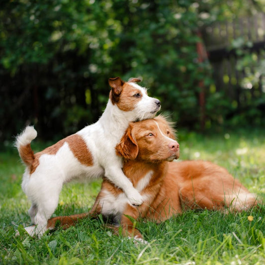 Top 5 Dog Breeds for Working Pet Parents