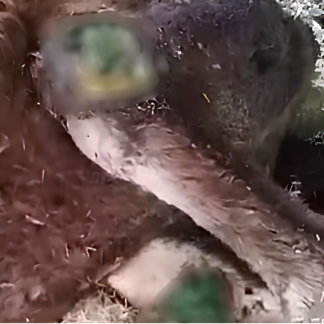 Rescued by shiva NGO Dharamshala