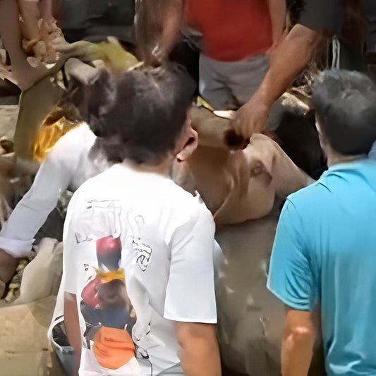 Rescued by shiva NGO Dharamshala