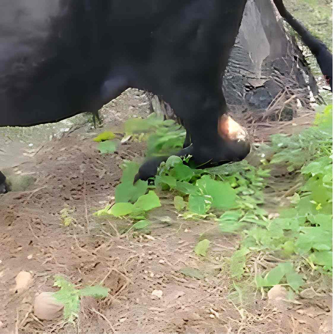 Cow Suffering From Leg Injury