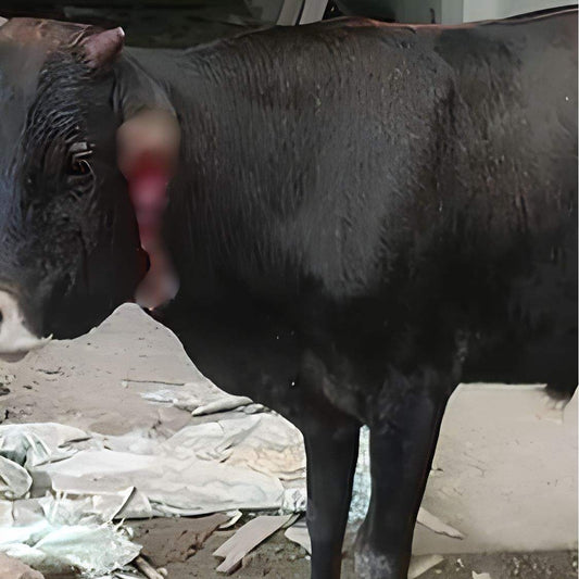 Rescued by shiva NGO Dharamshala