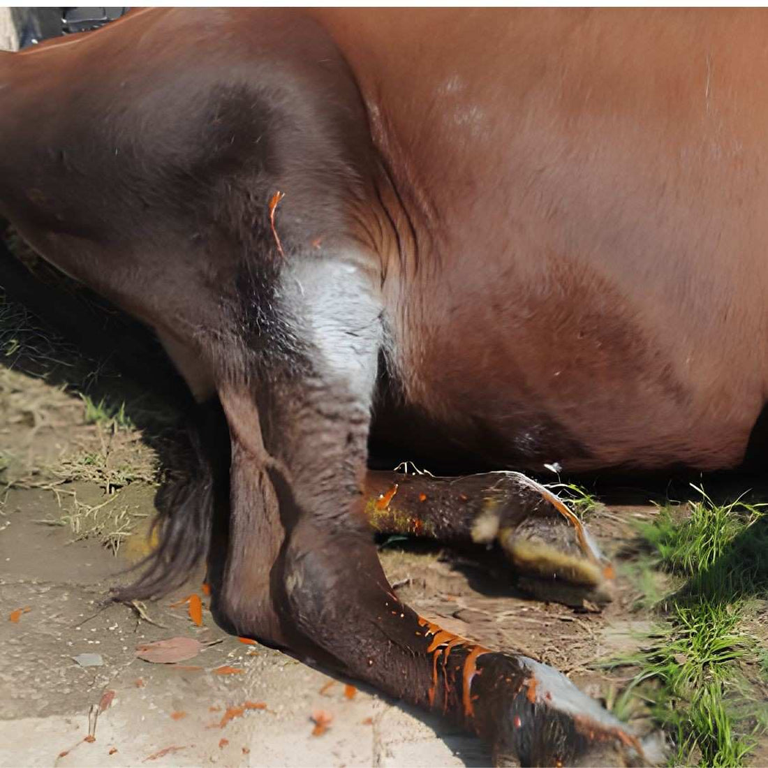 Rescued by shiva NGO Dharamshala