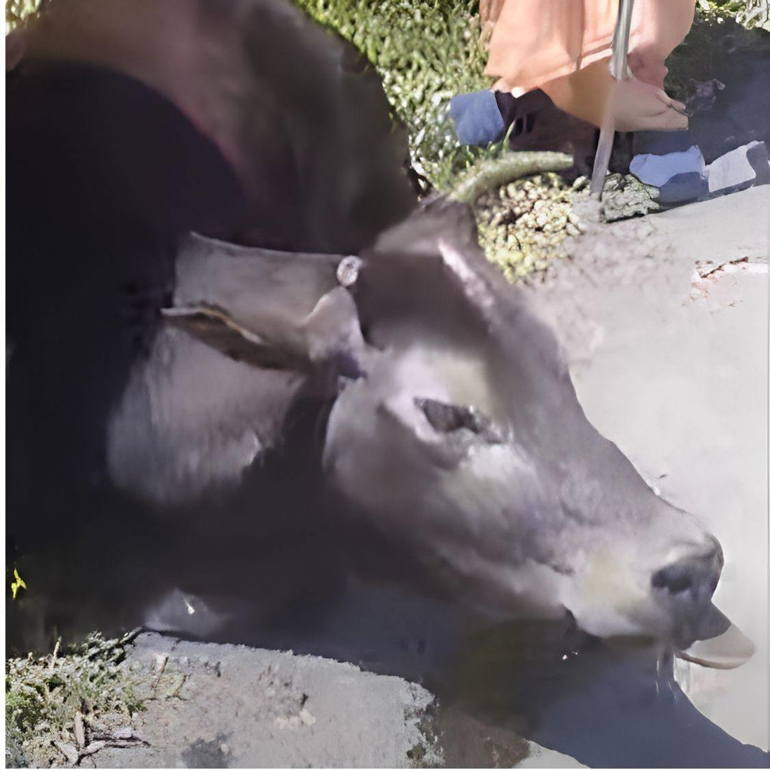 Cow Suffering From Tongue Injury Due to Insect Bite