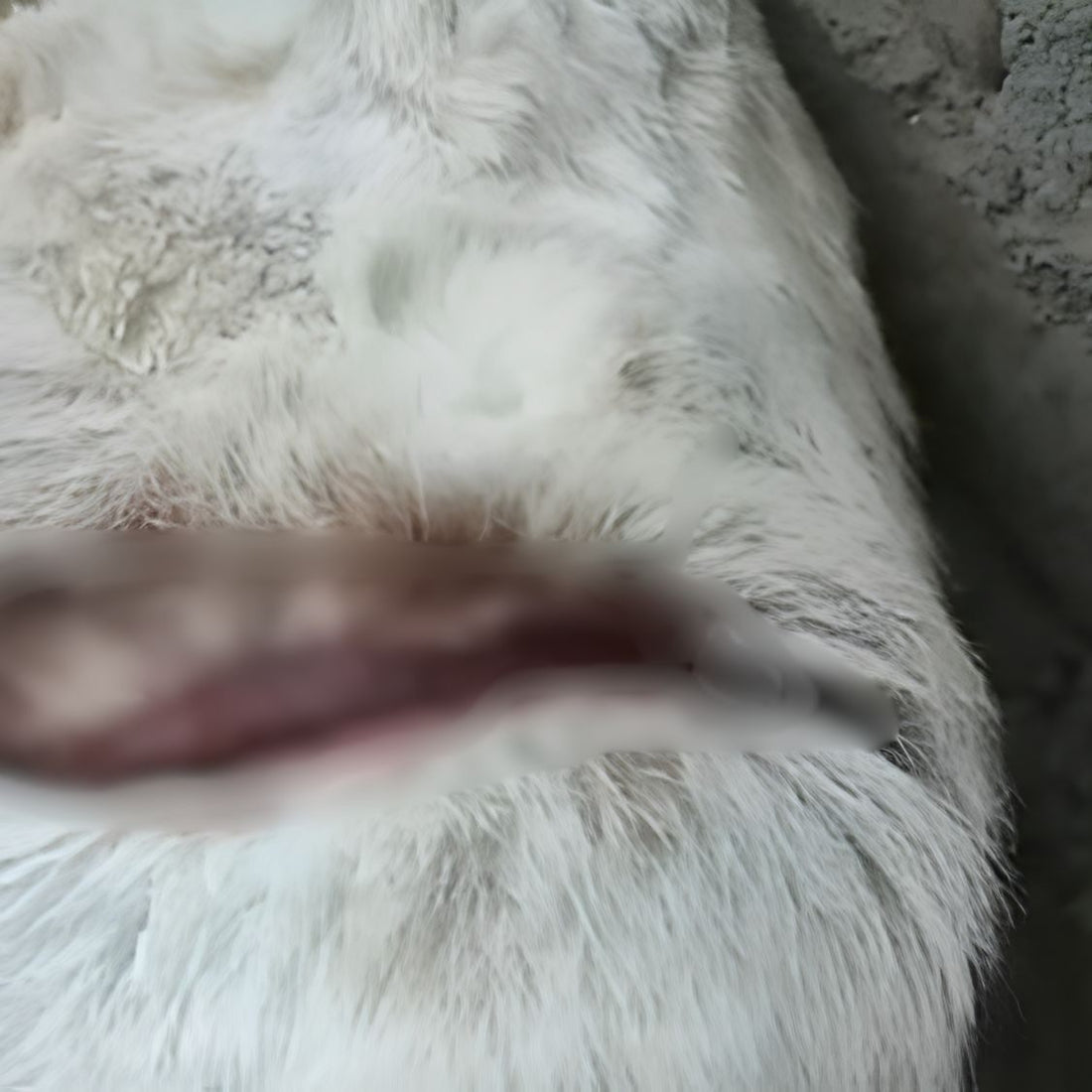 Dog Suffering From Wire Injury Around the Stomach