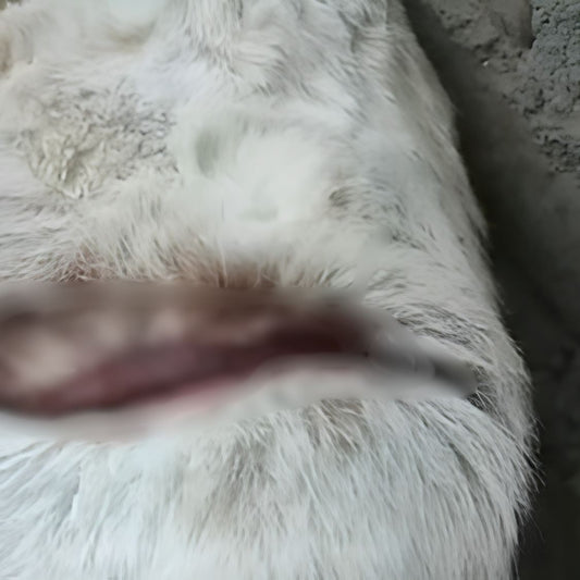 Dog Suffering From Wire Injury Around the Stomach