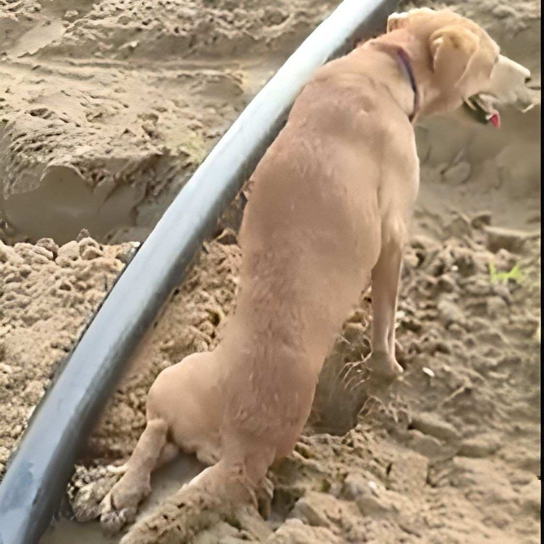Rescued by shiva NGO Dharamshala