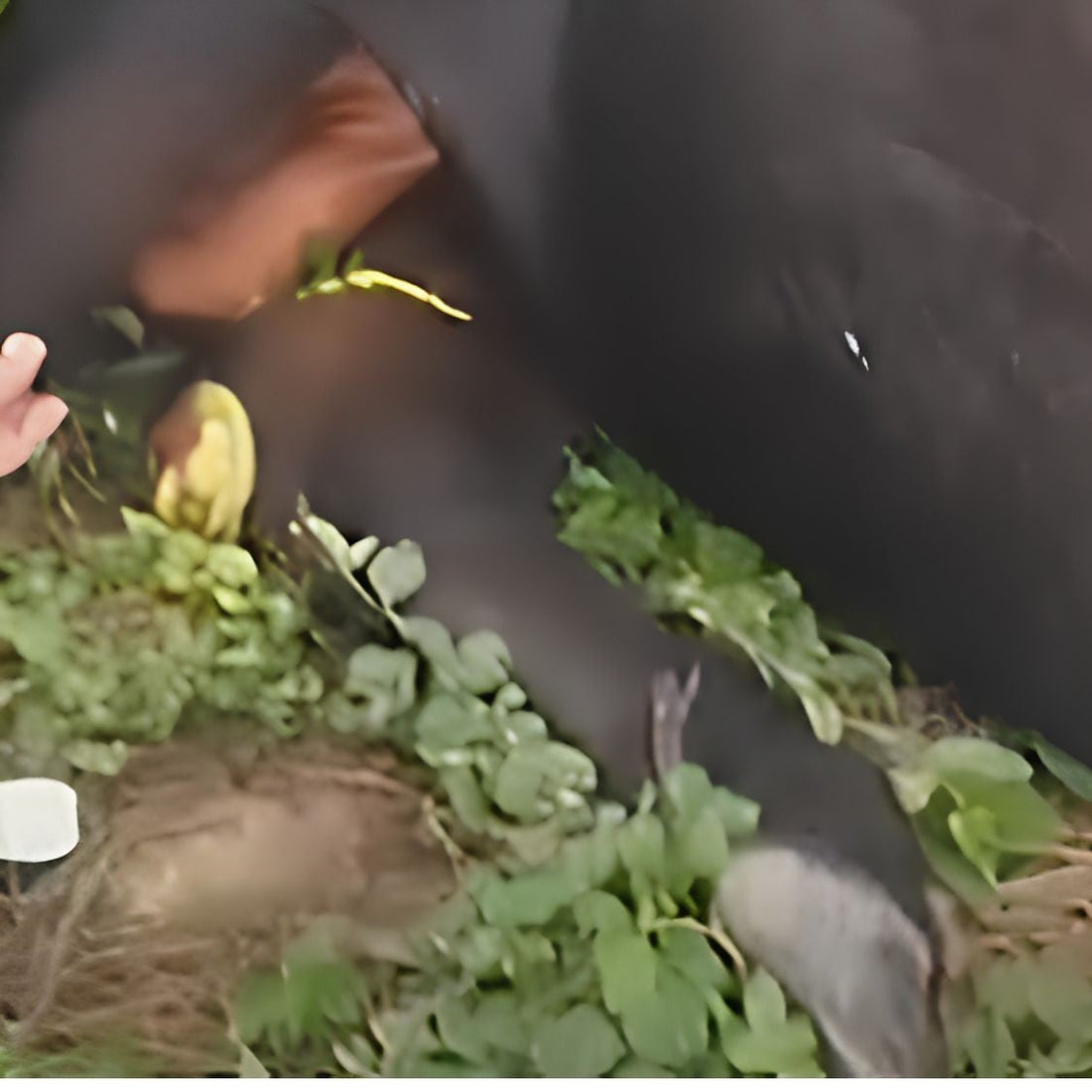 Rescued by shiva NGO Dharamshala