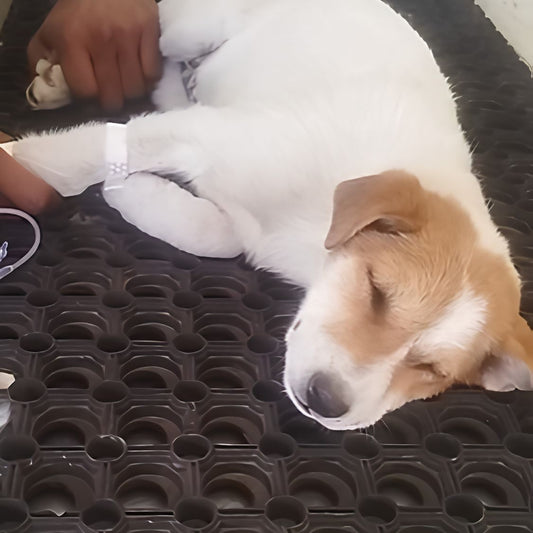 Puppies Suffering From Parvovirus
