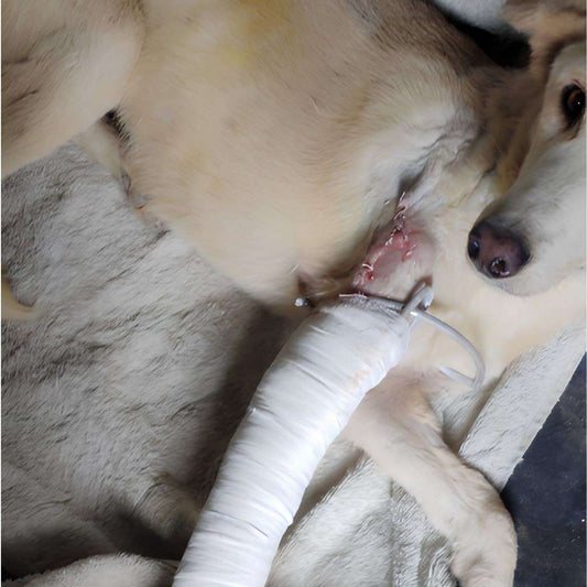 Rescued by shiva NGO Dharamshala