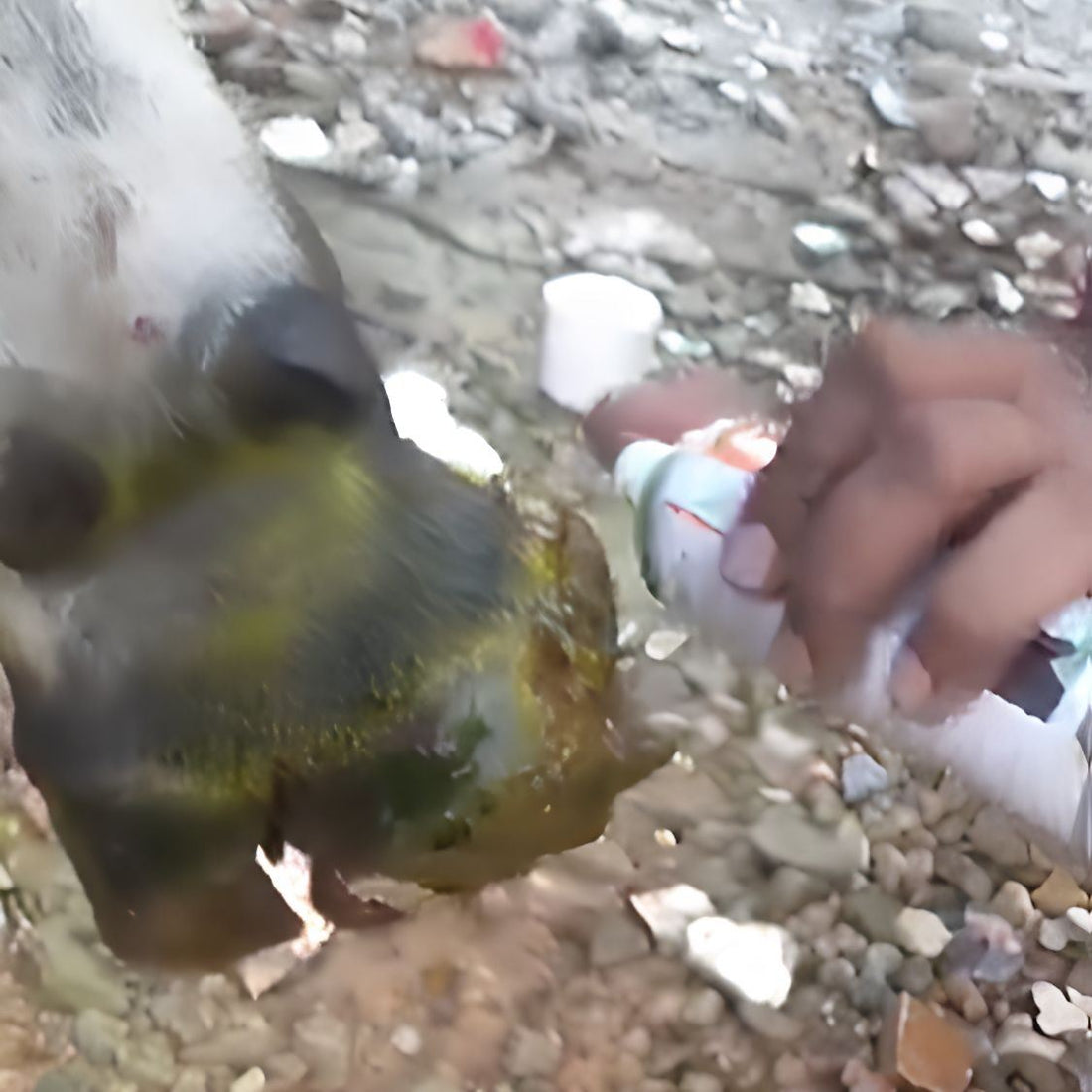 Rescued by shiva NGO Dharamshala