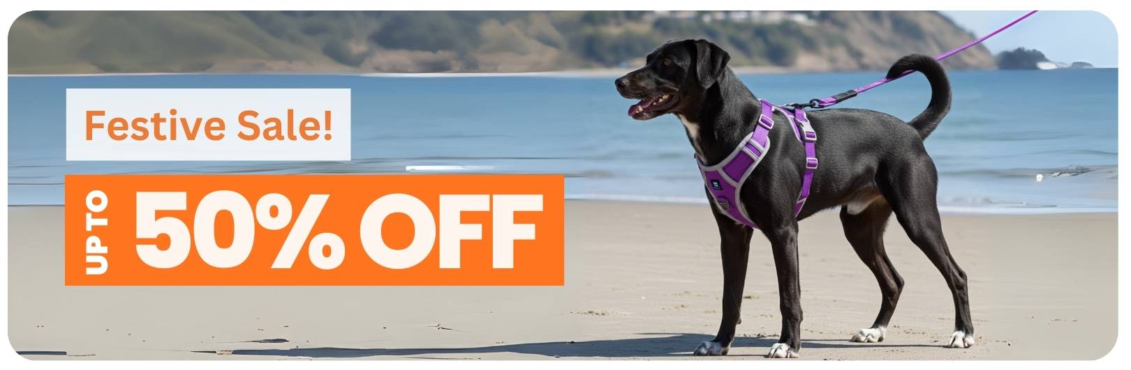 Harness & Leash Set