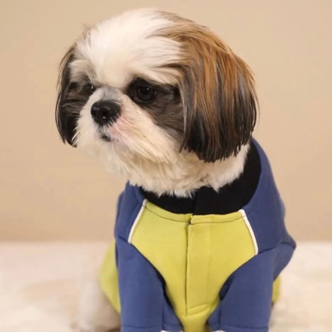Dog Winter Sweatshirt | Dog Winter Jacket Combo for Cold Weather