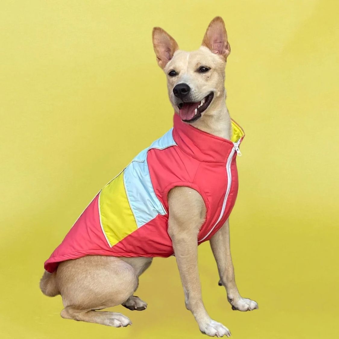 Dog Winter Sweatshirt | Dog Winter Jacket Combo for Cold Weather