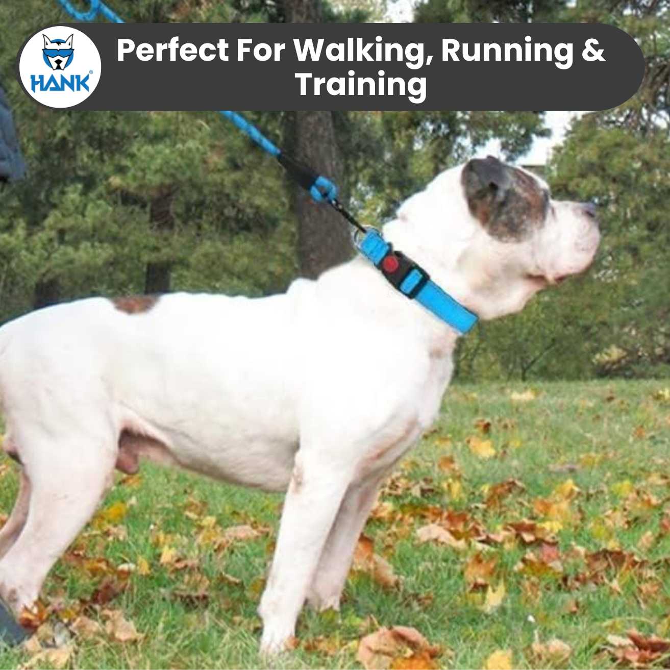 Dog Leash Blue