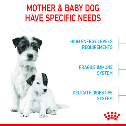 Royal Canin Mini Starter for Small Breed