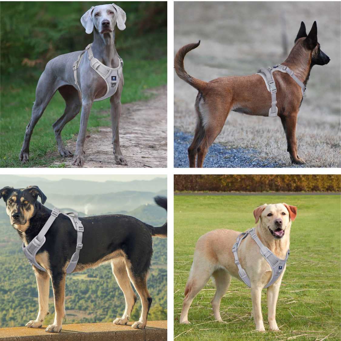 Hank Dog Harness